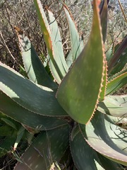 Aloe × schimperi