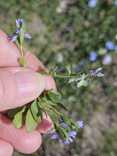 Alpine Milkwort (Polygala alpina)
