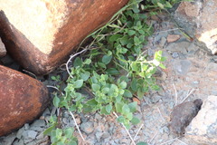 Tetragonia microptera