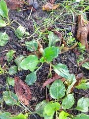Plantago major