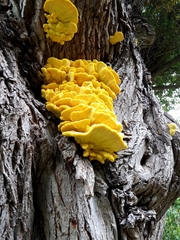Laetiporus sulphureus