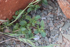 Tetragonia microptera