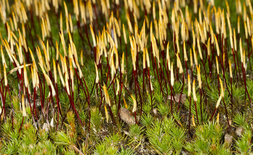 Polytrichum juniperinum