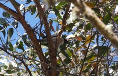 Melithreptus lunatus