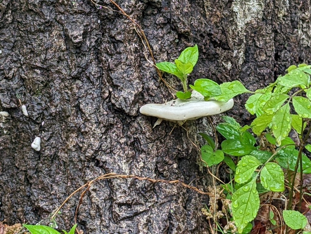 Trametes orientalis · April 2025 · photo: © alex_wentworth (iNaturalist, cc-by)