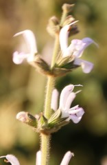 Stachys rugosa