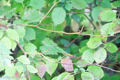 Aurantioporthe corni