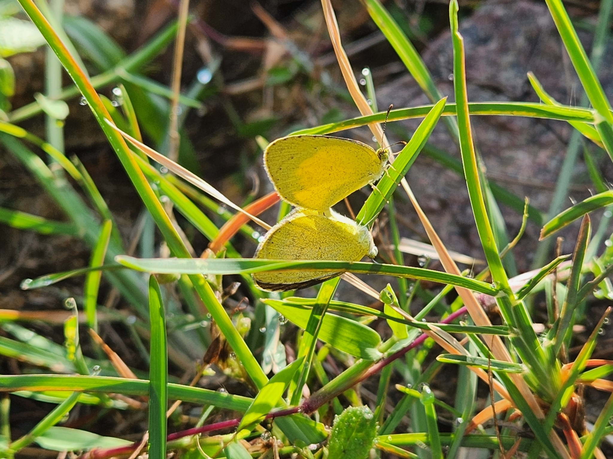 Small Grass Yellow