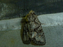 Dryobotodes monochroma