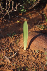 Haemanthus