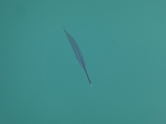 Zenarchopterus buffonis