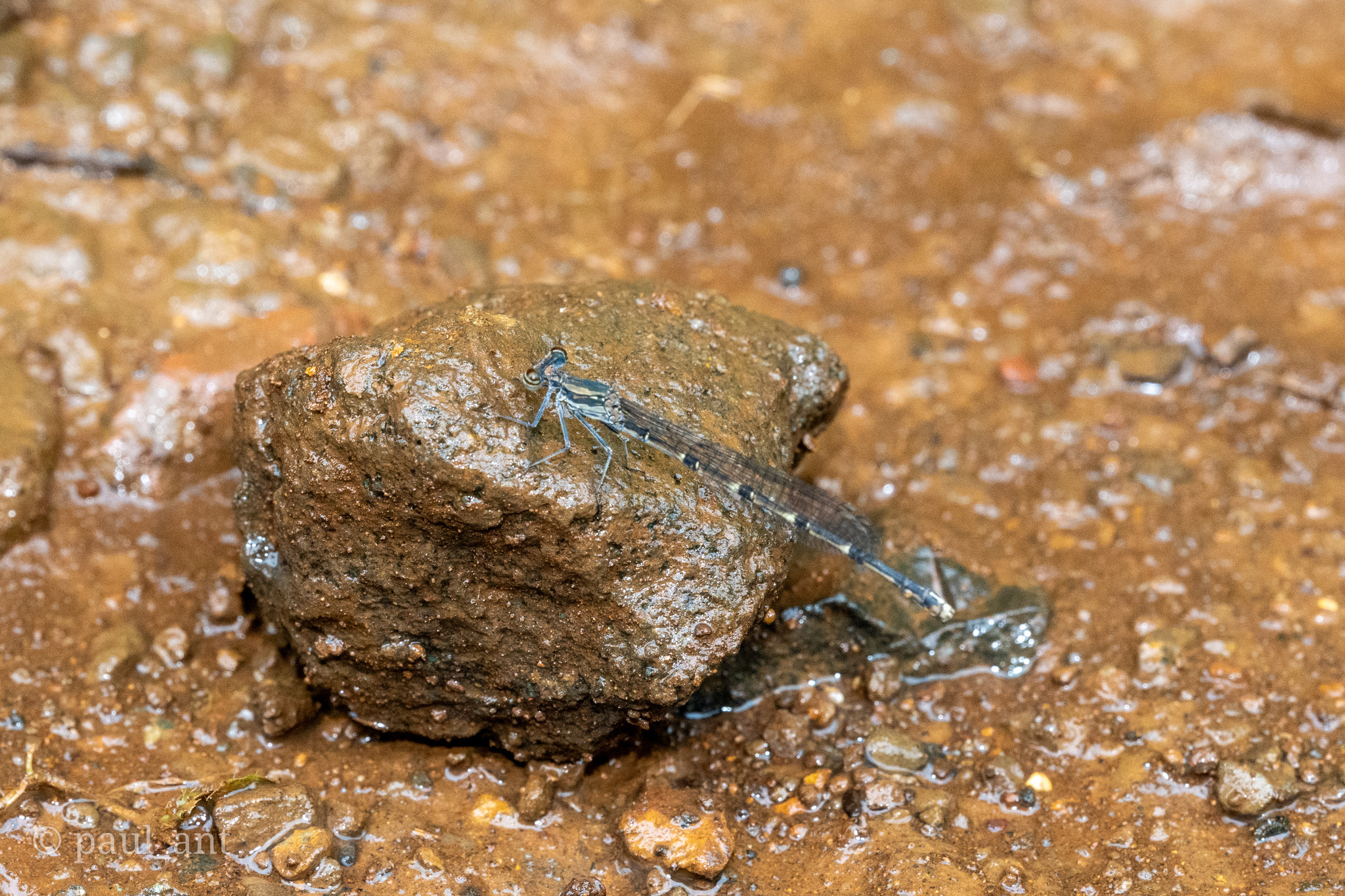 Black-Banded Threadtail
