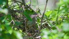 Arremonops rufivirgatus