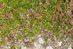 Thymus praecox polytrichus