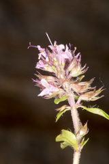 Thymus praecox polytrichus