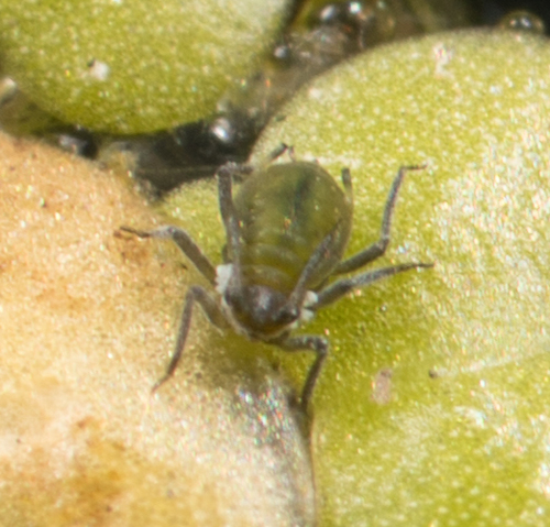 Waterlily aphid photo 2