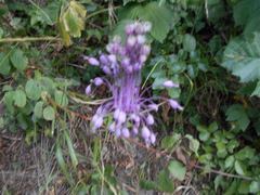 Allium carinatum pulchellum