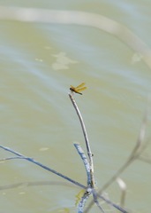 Perithemis tenera