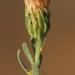 Pteronia aspalatha - Photo (c) Tony Rebelo, algunos derechos reservados (CC BY-SA), subido por Tony Rebelo