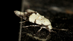 Tracholena sulfurosa