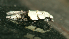 Tracholena sulfurosa