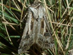 Agrotis vestigialis