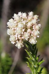 Helichrysum teretifolium