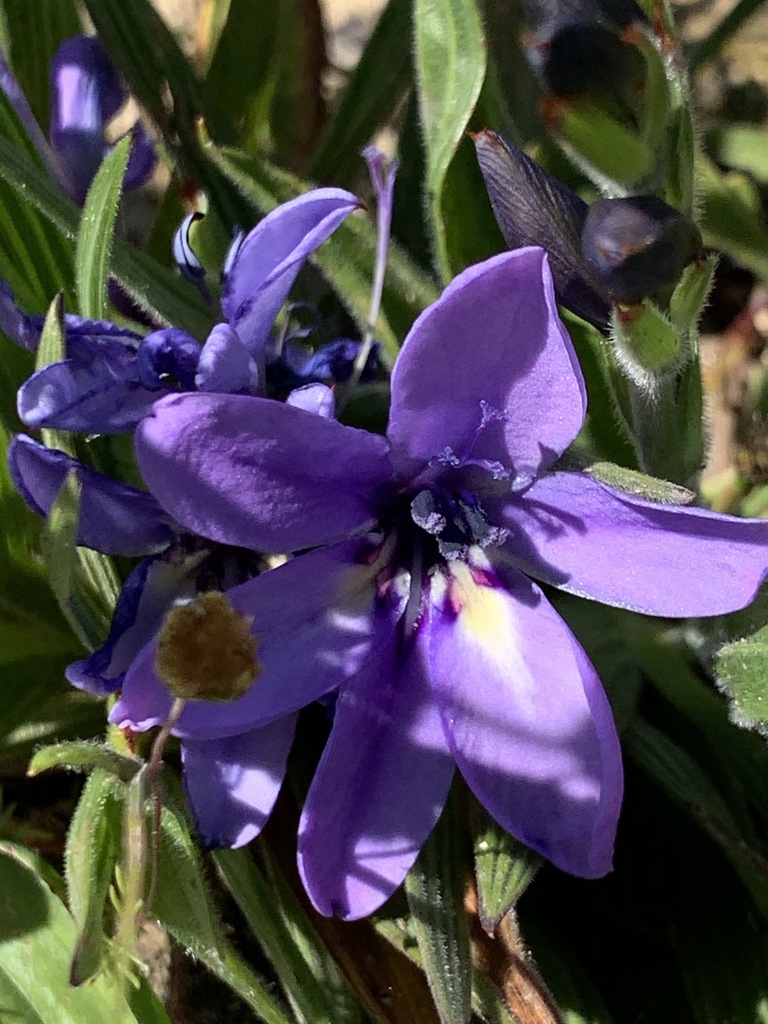 Babiana fragrans, Table Mountain (Nature Reserve), Cape Town, South Africa