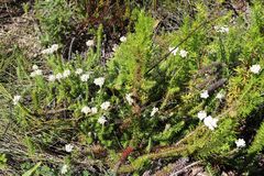 Helichrysum teretifolium