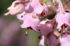 Erica trichadenia