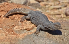 Moroccan Spiny-Tailed Lizard photo 2