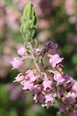 Erica trichadenia