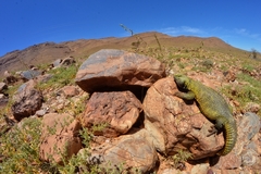 Moroccan Spiny-Tailed Lizard photo 3