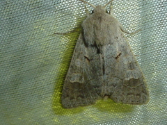 Ammoconia caecimacula