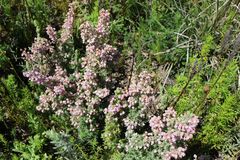Erica trichadenia