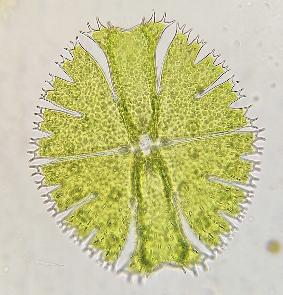 Micrasterias apiculata