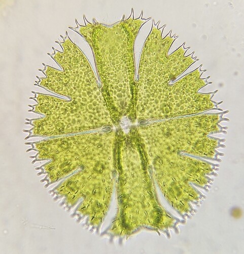Micrasterias apiculata