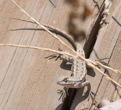 Sceloporus occidentalis