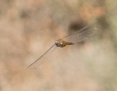 Pantala flavescens