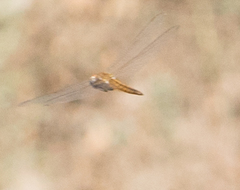 Pantala flavescens