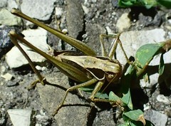 Sepiana sepium