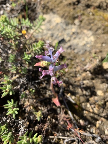 Lachenalia fistulosa
