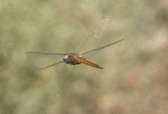 Pantala flavescens