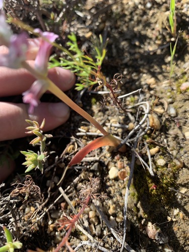 Lachenalia fistulosa