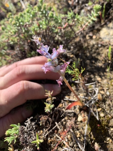 Lachenalia fistulosa