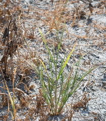 Poaceae