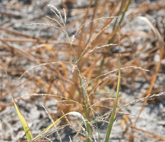 Poaceae