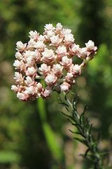 Helichrysum teretifolium
