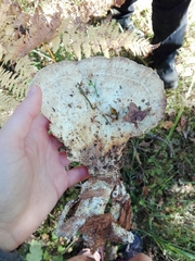 Calcipostia guttulata