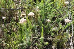 Helichrysum teretifolium